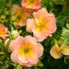 PLANTES AVENUE - Potentille arbustive double punch® peach 'minjaro01'/[-]pot de 1,5l - tuteur bambou 30/60 cm