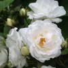 PLANTES AVENUE - Rosier liane banksiae purezza/rosa liane banksiae purezza[-]pot de 3l - 60/120 cm