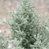 PLANTES AVENUE - Santoline grise/[-]pot de 3l - 20/40 cm