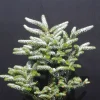 PLANTES AVENUE - Sapin de corée silberlocke/[-]pot de 3l - 20/40 cm