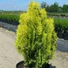 PLANTES AVENUE - Thuya du canada orientalis semperaurea/[-]pot de 3l - 20/40 cm