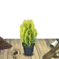 PLANTES AVENUE - Thuya du canada orientalis semperaurea/[-]pot de 3l - 20/40 cm