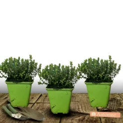 PLANTES AVENUE - Thym commum - prêt à consommer/[-]pot de 1,5l - 10/20 cm