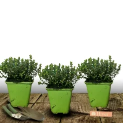 PLANTES AVENUE - Thym commum - prêt à consommer/[-]pot de 1,5l - 10/20 cm