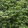 PLANTES AVENUE - Vigne d'ornement aconitifolia/[-]godet - 5/20 cm