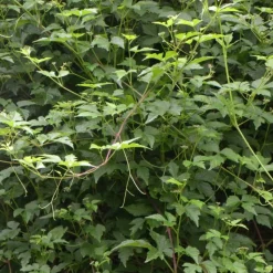PLANTES AVENUE - Vigne d'ornement aconitifolia/[-]godet - 5/20 cm