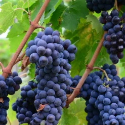PLANTES AVENUE - Vigne fraise isabella/[-]pot de 1,5l - tuteur bambou 30/60 cm