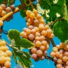PLANTES AVENUE - Vigne fraise noah/[-]pot de 1,5l - tuteur bambou 30/60 cm