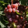 PLANTES AVENUE - Vigne vinifera crimson seedles/[-]pot de 3l - echelle bambou 60/120 cm