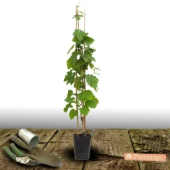 PLANTES AVENUE - Vigne vinifera crimson seedles/[-]pot de 3l - echelle bambou 60/120 cm