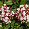 PLANTES AVENUE - Viorne, laurier tin gwenllian/[-]pot de 1,5l - 10/20 cm