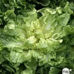 Plants de chicorées scarole 'Bouclée Elysée : barquette de 12 plants