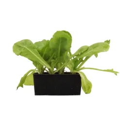 Plants de chicorées scarole 'Bouclée Elysée : barquette de 12 plants
