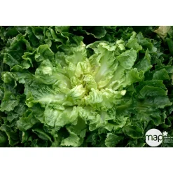 Plants de chicorées scarole 'Bouclée Elysée : barquette de 12 plants