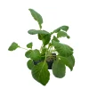 Plants de choux de Milan 'Supervoy' F1 : barquette de 6 plants