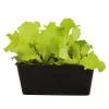 Plants de laitues 'Adelys' et batavia 'Florine' : barquette de 12