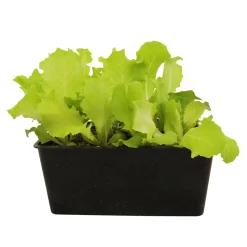 Plants de laitues 'Adelys' et batavia 'Florine' : barquette de 12