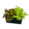 Plants de laitues 'Grenadine' et 'Kyrio' : barquette de 12 plants