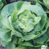 Plants de laitues 'Justine' : barquette de 12 plants