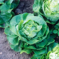 Plants de laitues 'Justine' : barquette de 12 plants