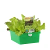 Plants de laitues mix : barquette de 12 plants