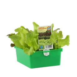 Plants de laitues mix : barquette de 12 plants