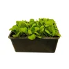 Plants de mâche 'Trophy' : barquette de 12 plants