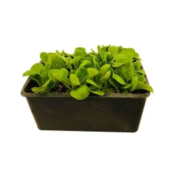 Plants de mâche 'Trophy' : barquette de 12 plants
