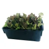 Plants de salades mix : barquette de 12 plants