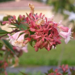 PÉPINIÈRES NAUDET - 10 abélia (abélia x grandiflora) - haie d'abélia