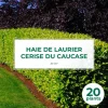 PÉPINIÈRES NAUDET - 20 lauriers cerise du caucase (prunus laurocerasus caucasica) - haie de laurier cerise du caucase