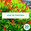 PÉPINIÈRES NAUDET - 20 photinias (photinia fraseri 'red robin') - haie de photinia