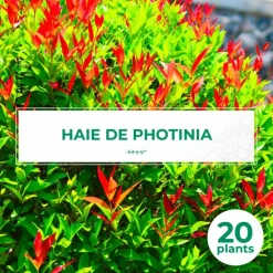PÉPINIÈRES NAUDET - 20 photinias (photinia fraseri 'red robin') - haie de photinia