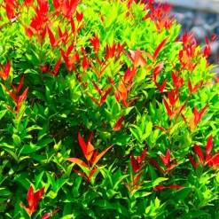 PÉPINIÈRES NAUDET - 10 photinia (photinia fraseri 'red robin') - haie de photinia red robin