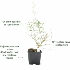 PÉPINIÈRES NAUDET - Arbre aux papillons 'black knight' (buddleja davidii 'black knight')