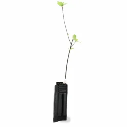 PÉPINIÈRES NAUDET - Bourdaine (frangula alnus)