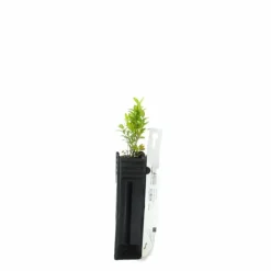 PÉPINIÈRES NAUDET - Buis commun (buxus sempervirens)