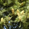 PÉPINIÈRES NAUDET - Cèdre vert de l'atlas (cedrus atlantica) - godet - taille 13/25cm