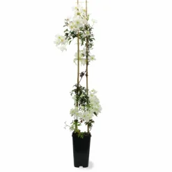 PÉPINIÈRES NAUDET - Clématite 'early sensation'
