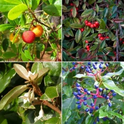 PÉPINIÈRES NAUDET - Collection 8 arbustes à fruits pour oiseaux