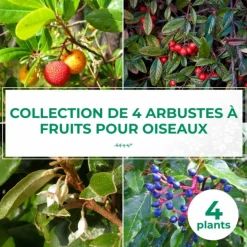 PÉPINIÈRES NAUDET - Collection 4 arbustes à fruits pour oiseaux