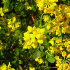 PÉPINIÈRES NAUDET - Coronille des jardins (hippocrepis emerus)