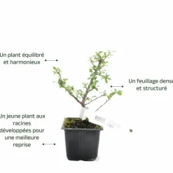 PÉPINIÈRES NAUDET - Cotoneaster de dammer 'skogholm' (cotoneaster dammeri 'skogholm')