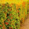 PÉPINIÈRES NAUDET - Cotoneaster laiteux (cotoneaster lacteus)