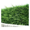 PÉPINIÈRES NAUDET - Cyprès de leyland (cupressocyparis leylandii) - godet - taille 20/40cm