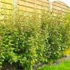 PÉPINIÈRES NAUDET - Elaeagnus (elaeagnus ebbingei)