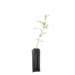 PÉPINIÈRES NAUDET - Elaeagnus (elaeagnus ebbingei)