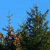 PÉPINIÈRES NAUDET - Epicéa commun (picea abies) - godet - taille 20/40cm