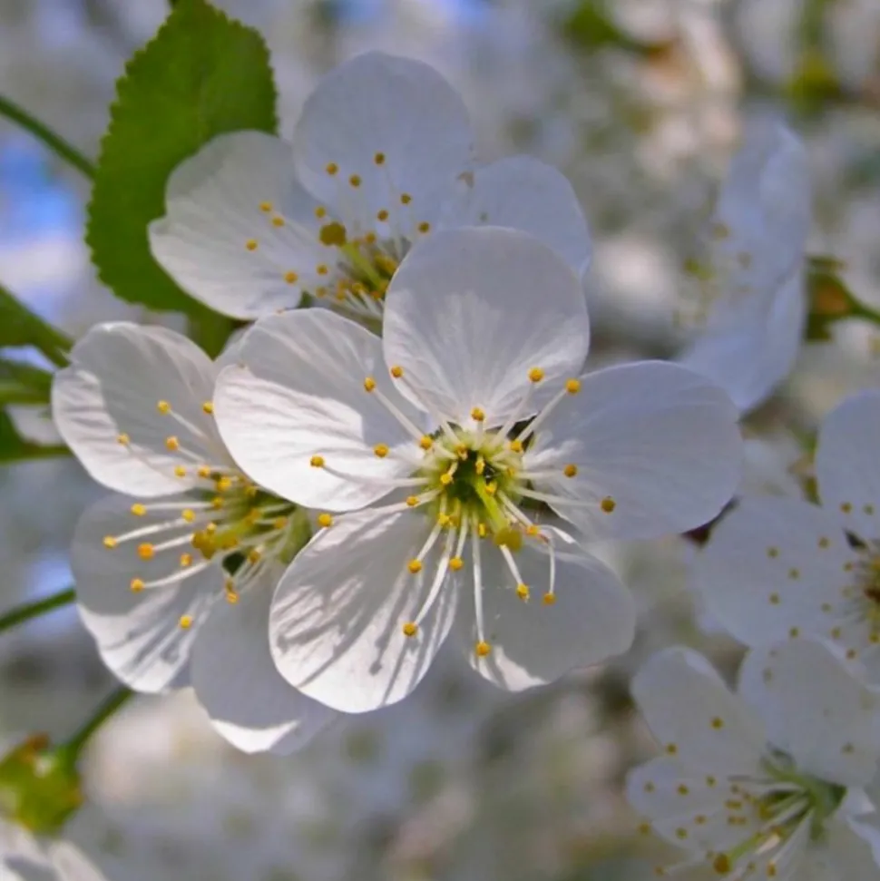 PÉPINIÈRES NAUDET - Epine noire ou prunellier (prunus spinosa)