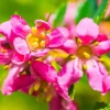 PÉPINIÈRES NAUDET - Escallonia rouge à fleurs roses (escallonia rubra var. Macrantha)